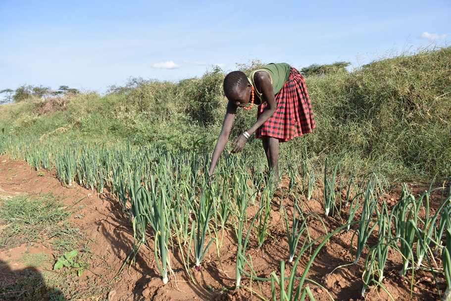 John's mother in an onion garden; she grows vegetables to provide nutritious meals to her children.